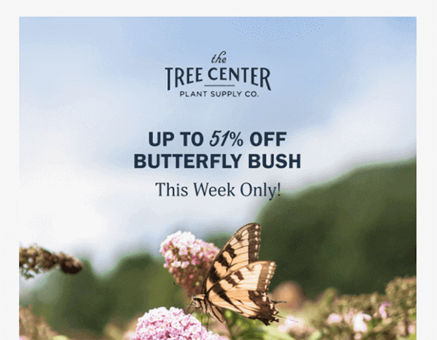 promotional-email-example - OptinMonster the tree center - promotional email example